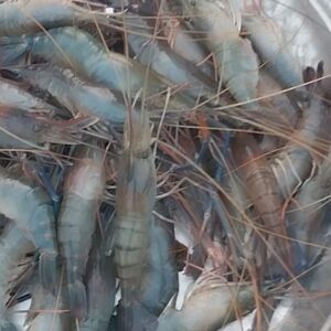 বাগদা চিংড়ি