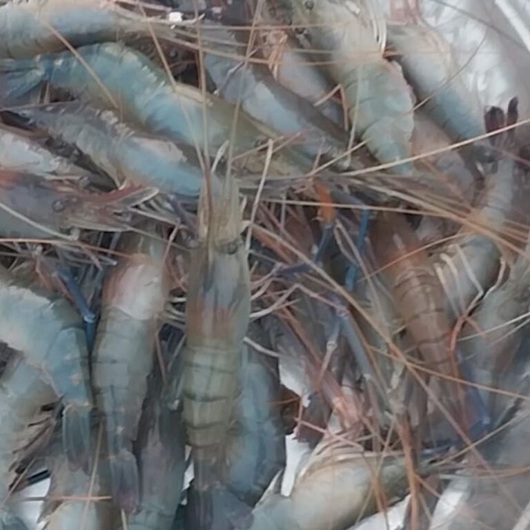 Bagda CHIGRI-maach-3poisar-haat-2