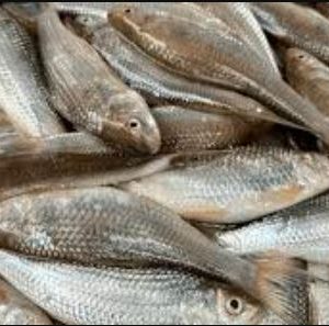 বাটা মাছ