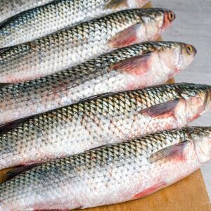 বাটা মাছ (সামুদ্রিক)