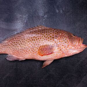 ভোল পোয়া/ হামুর