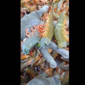 চিংড়ি চাগা /হোয়াইট মাথা ছাড়া (Export quality)