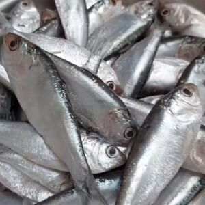 চাপিলা মাছ