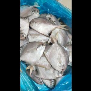 চায়নিজ রুপচাদা (দেশি)