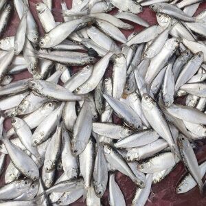 চৈইক্যা মাছ