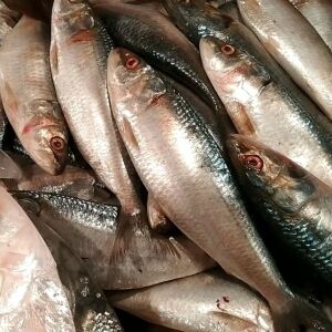 সার্ডিন / কলম্বো (সামুদ্রিক)