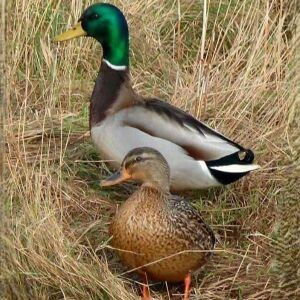 দেশী হাঁস