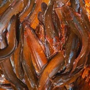 দেশি মাগুড় মাছ