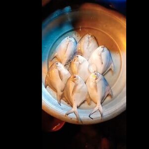 রুপচাঁদা (দেশি)