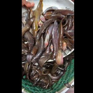 দেশি শিং মাছ