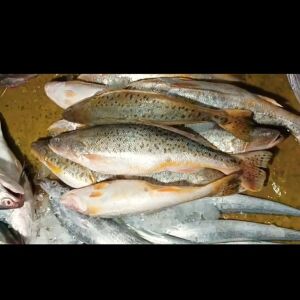 ফুট পোয়া