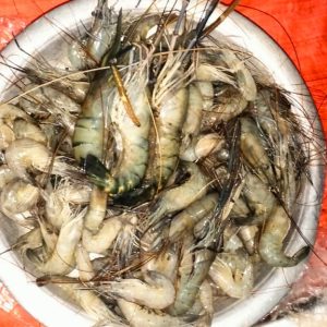 গলদা চিংড়ি