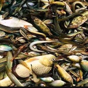 হাওড়ের মাছ