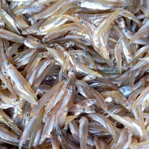 কাচকি মাছ