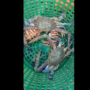 কাকড়া ব্লু সুইমিং