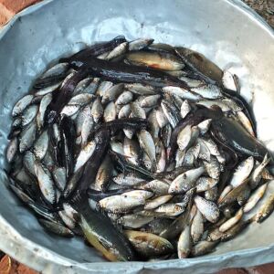 খাল-বিলের মাছ