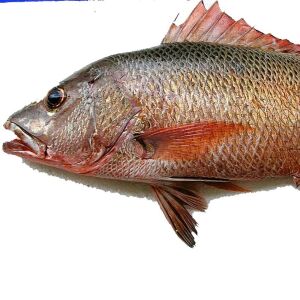 কৈ কোরাল