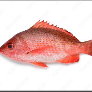 লাল কোরাল / রেড স্নেপার