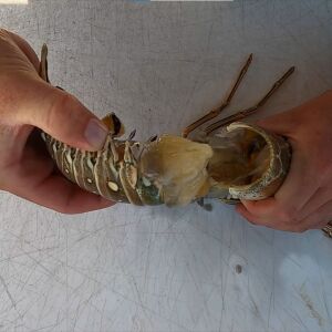 লবস্টার মাথা ছাড়া