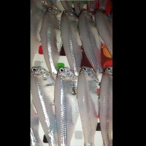 সামুদ্রিক মইল্যা