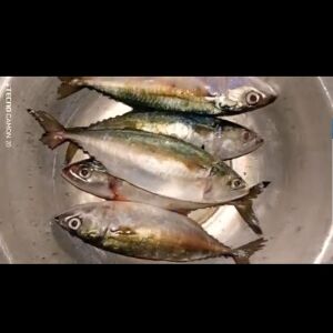 নারিকেল মাছ