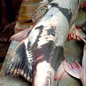 নদীর মাছ