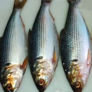 পুটি মাছ (সামুদ্রিক)