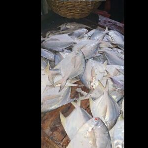 রূপচান্দা (চায়না ইমপোর্টেড)