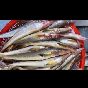 সাদা বাইলা