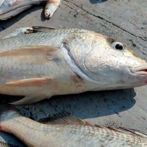 সাদা দাতিনা কোরাল