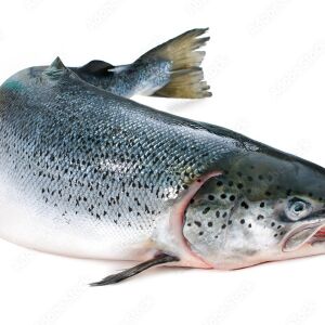 স্যালমন ফিশ (নরওয়ে )