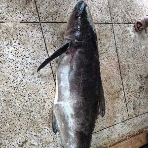 সামুদ্রিক শৈল