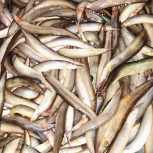 তারা বাইম