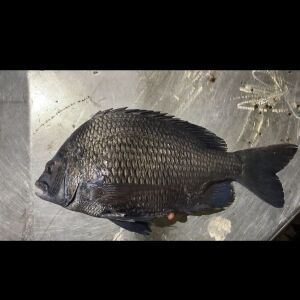 তেলাপিয়া সামুদ্রিক