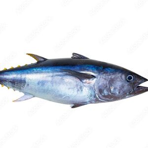 টোনা (দেশি)