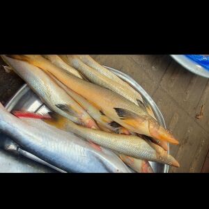 উন্দ্রাবাইলা মাছ