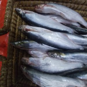 বাছা/ঘ্যাউরা মাছ