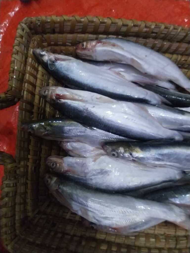 bacha-mach-1-3poiser-haat-