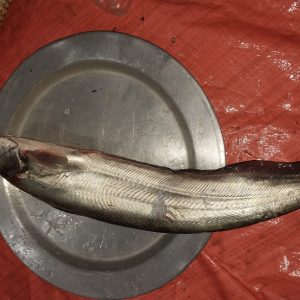 বোয়াল মাছ