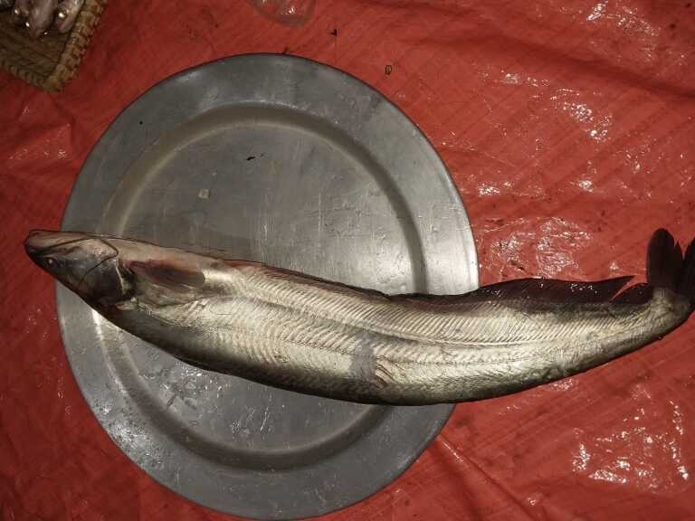 boal-mach-2-3poiser-haat-