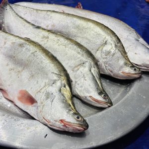 চিতল মাছ