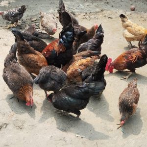 দেশি মুরগী