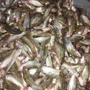 দেশি টেংরা