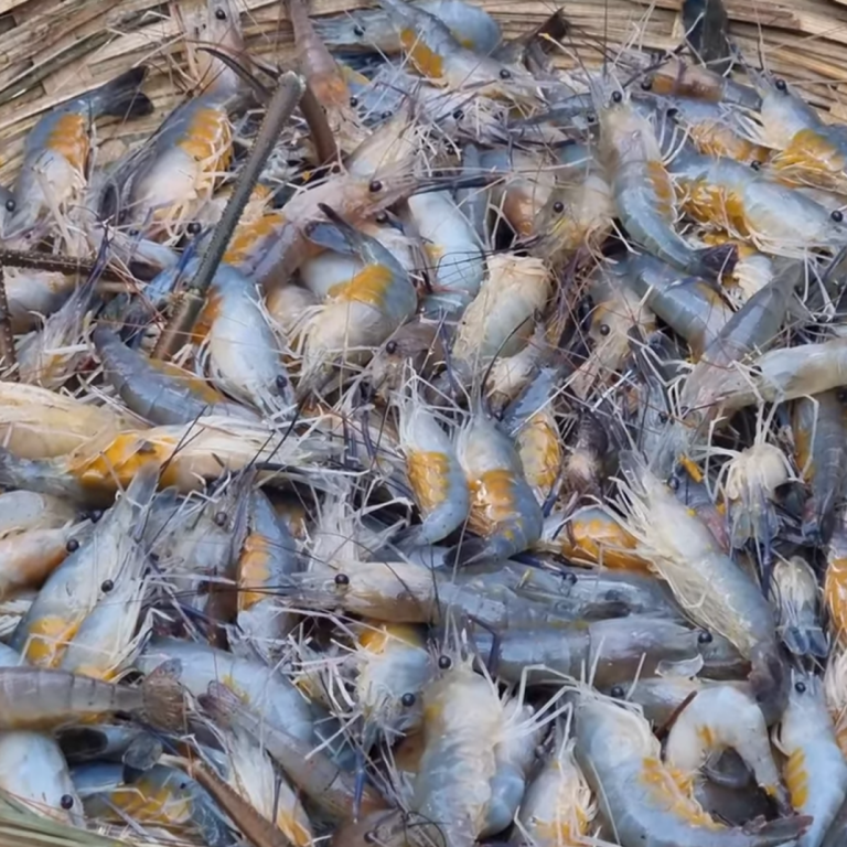 dima-chingri-3poisar-haat-2