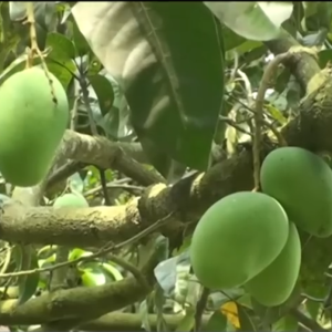 ফজলী আম (চাঁপাই)