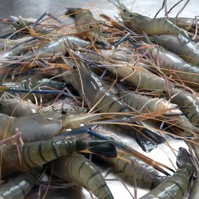 horina-chingri-3poisar-haat-1