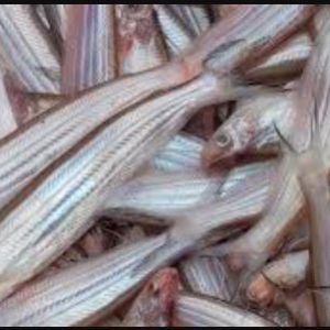 কেজি কাজলি