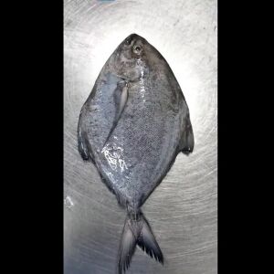 কালোচান্দা