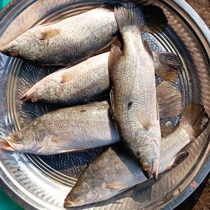 কোরাল মাছ