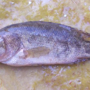 মেনি/ভেদা মাছ